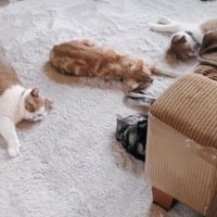 一緒に眠る猫たち