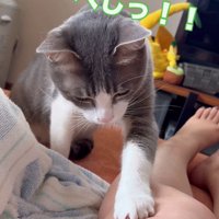 ホクロを捕まえる猫