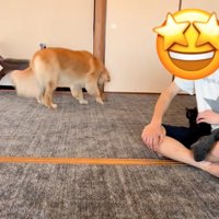 子猫をおろす犬