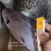 定位置に戻る猫