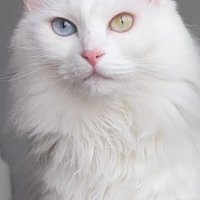 おやつを口につけた白猫