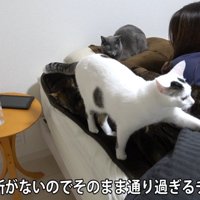 ベッドから去る猫