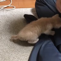 ひざの上にのぼる子猫