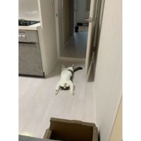 室内にいる猫