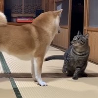 じゃれ合う犬とキジトラ2