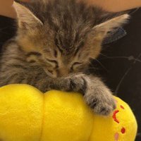 ぬいぐるみにもたれかかって眠る子猫の顔