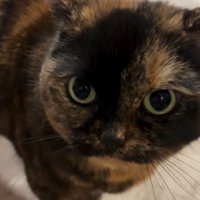 小さく鳴いている猫