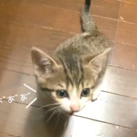 子猫がなくようす