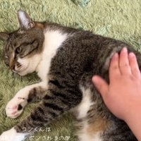 寝転がる猫