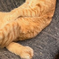 くつろいでいる猫