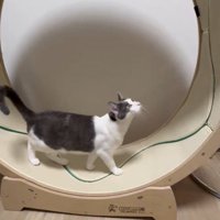 上を見ながらキャットホイールを回す猫