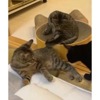 遊んでいる猫たち