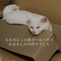 眠る猫