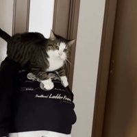 背中に乗っているおでこちゃん