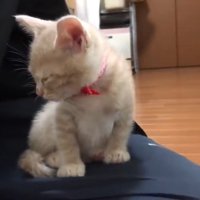 飼い主の膝の上に乗っている子猫