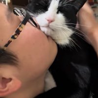 子どもの顔にアゴを乗せて目を瞑っている猫