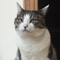 画面左側を見つめる猫の顔