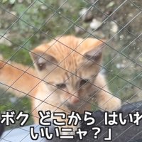 窓から中を見ている子猫