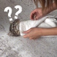 タオルで巻かれている子猫と巻いている人