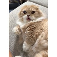 室内にいる猫