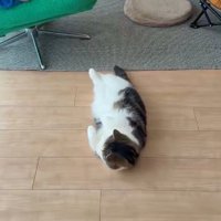 もう一度顔を上げて辺りを観察する猫