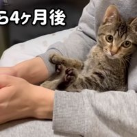 膝の間にすわっている猫