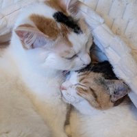 猫の胸元で寝る猫
