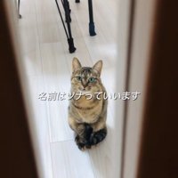 ドアの隙間から投稿主さんを見る保護猫