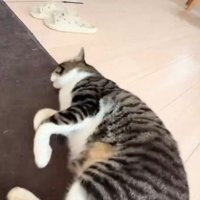 眠りながら脚を動かす猫