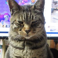 こちらを見つめる猫の顔