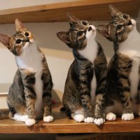 一点を見つめる3匹の猫