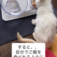 ごはんを食べる子猫の後ろ姿
