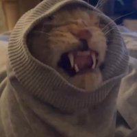 服の袖口に顔がはまって暴れる猫