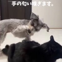 手の匂いを嗅ぐ犬