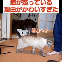 鳴きながら歩く猫