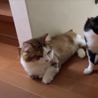 階段の上に寝転がるキジ白猫