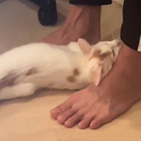 甘える猫