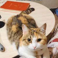 テーブルの上でくつろぐスコティッシュフォールド