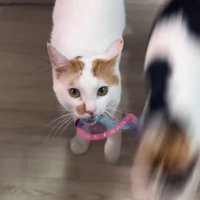 おもちゃをくわえた猫の横を通り過ぎるブレた猫