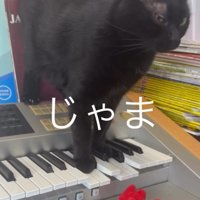 鍵盤を踏む猫2