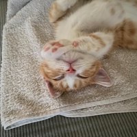 仰向けで前足を伸ばして寝る猫