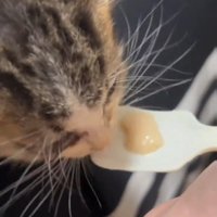 ごはんをもらう子猫