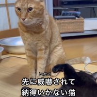 睨む猫