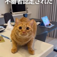 飼い主を見て後ろに体を引く猫