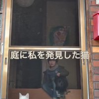発見する猫
