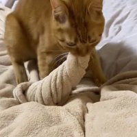 毛布を咥えながら前足を動かす猫