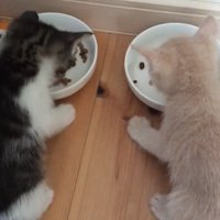 ご飯を食べ続ける2匹の猫