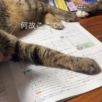 猫の手