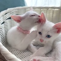 グルーミングする猫