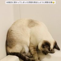 湯船に浸かった尻尾を救い出そうとするシャムミックス
